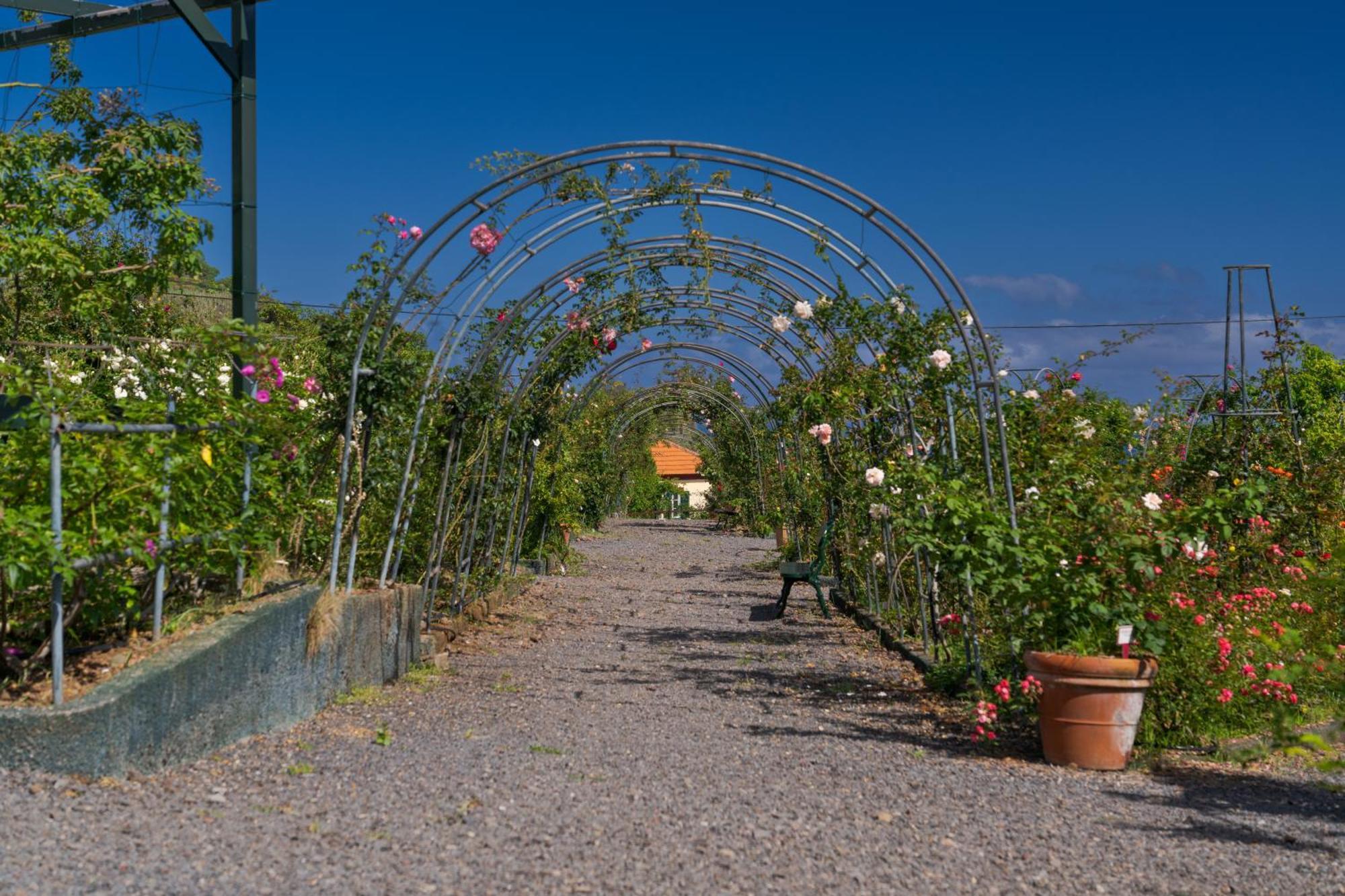 Pestana Quinta Do Arco Nature & Rose Garden Hotel Arco de São Jorge Exteriér fotografie